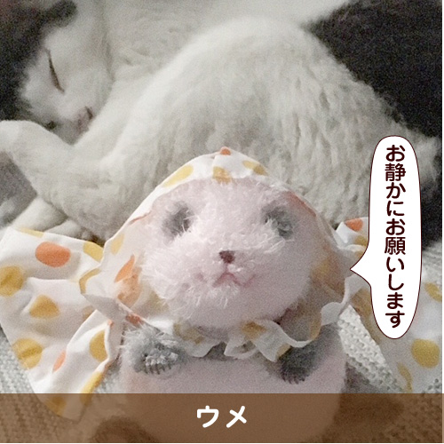 20180810_touko.jpg