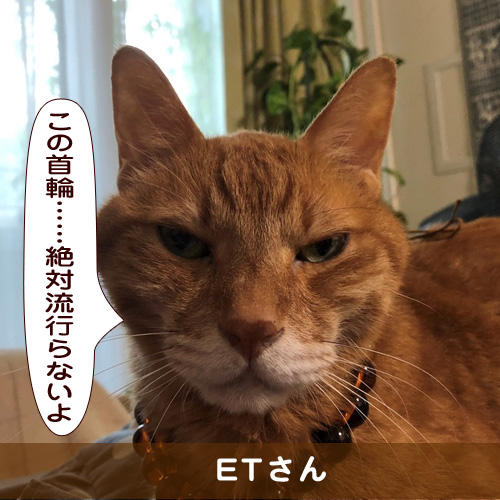 20181012_touko.jpg