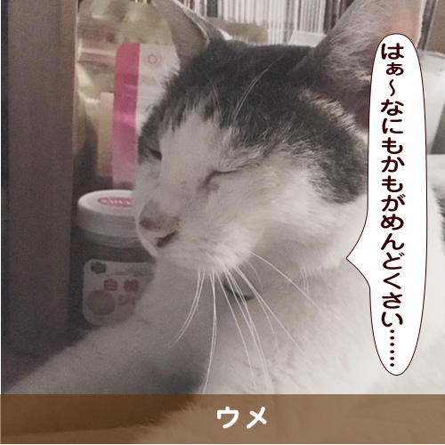 20181019_touko.jpg