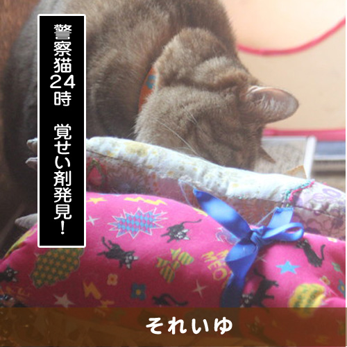 20181021_touko.jpg
