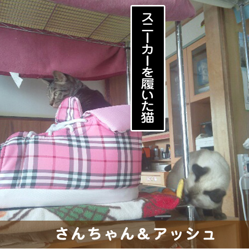 20181026_touko.jpg