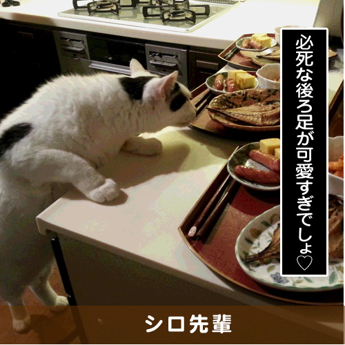 20181115_touko.jpg