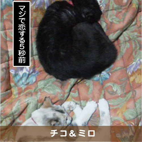 20181229_touko.jpg