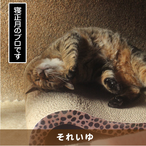 20190103_touko.jpg