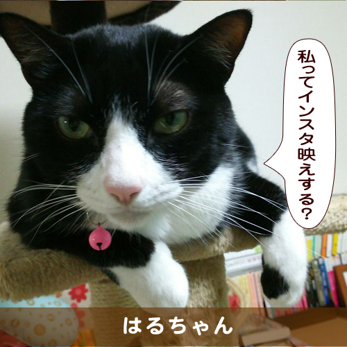 20190113_touko.jpg