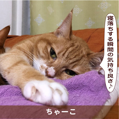 20190117_touko.jpg