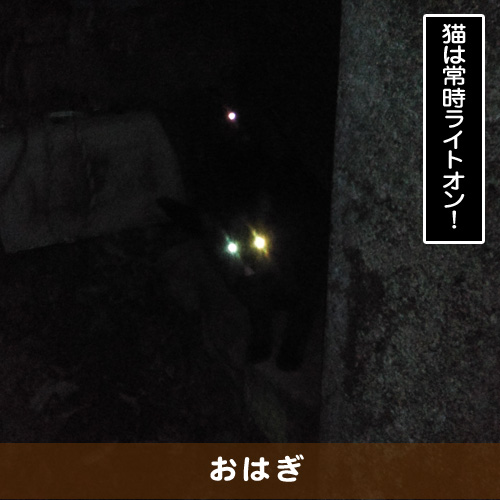 20190120_touko.jpg