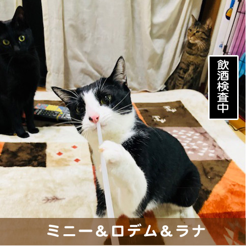 20190126_touko.jpg
