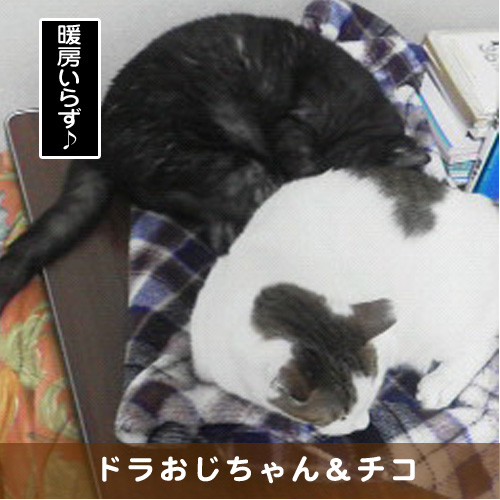 20190129_touko.jpg