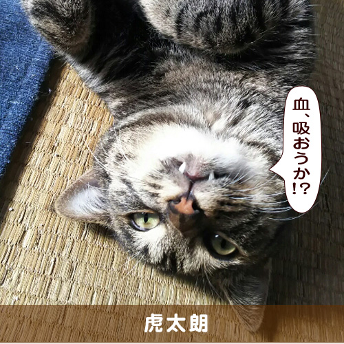 20190203_touko.jpg