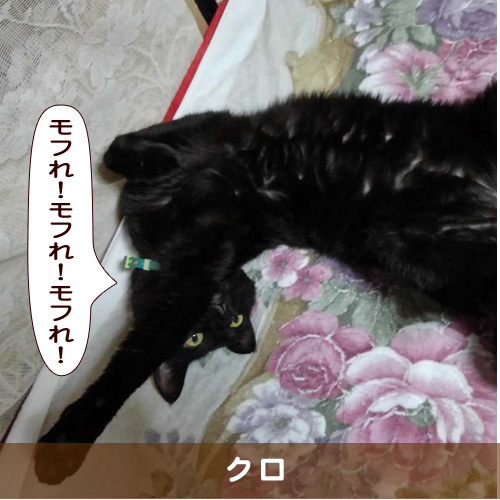 20190206_touko.jpg