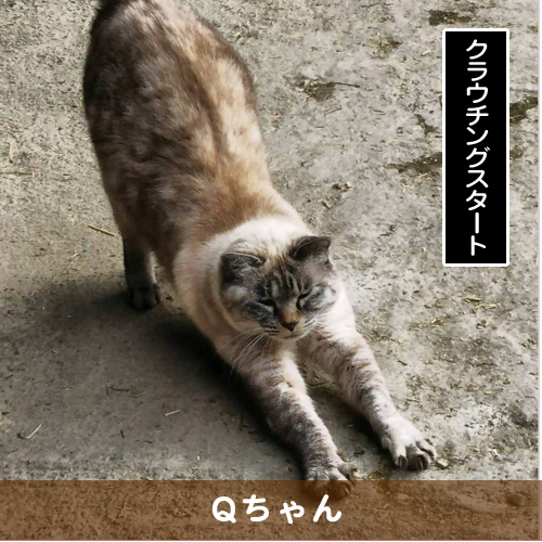 20190207_touko.jpg