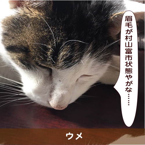 20190211_touko.jpg