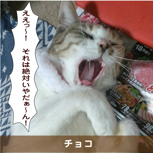 20190213_touko.jpg