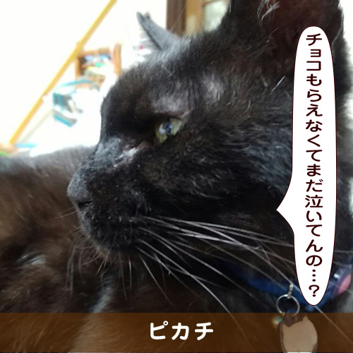 20190218_touko.jpg
