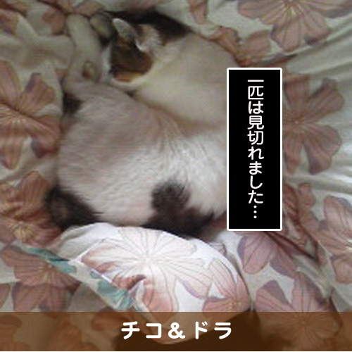 20190228_touko.jpg