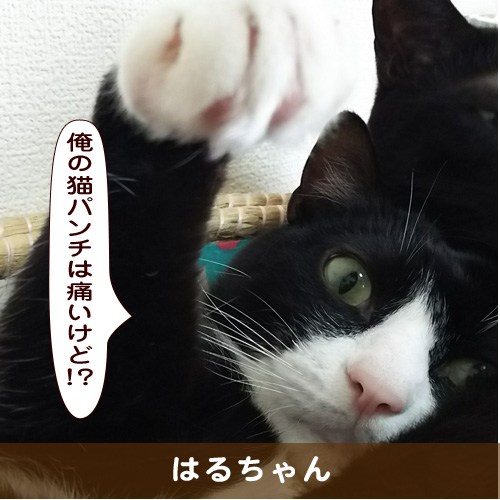 20190302_touko.jpg