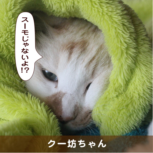 20190308_touko.jpg