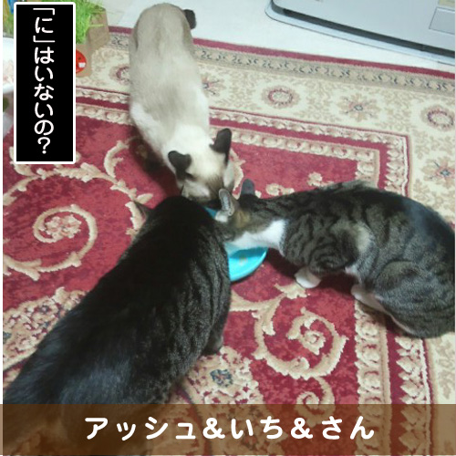 20190329_touko.jpg