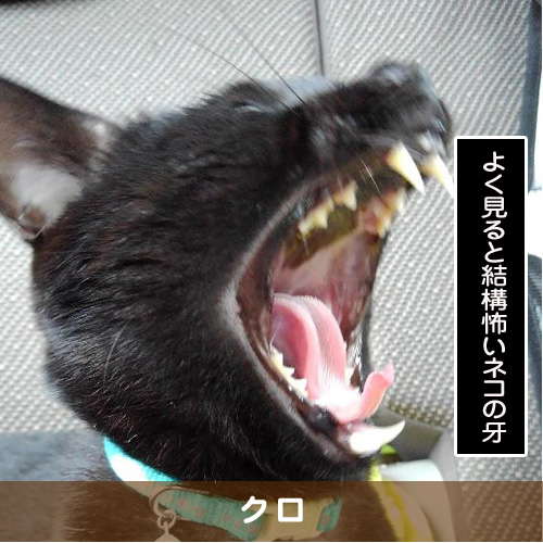 20190414_touko.jpg