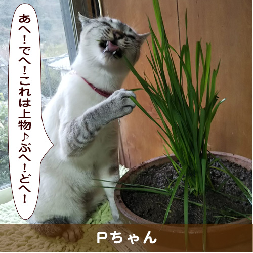 20190615_touko.jpg