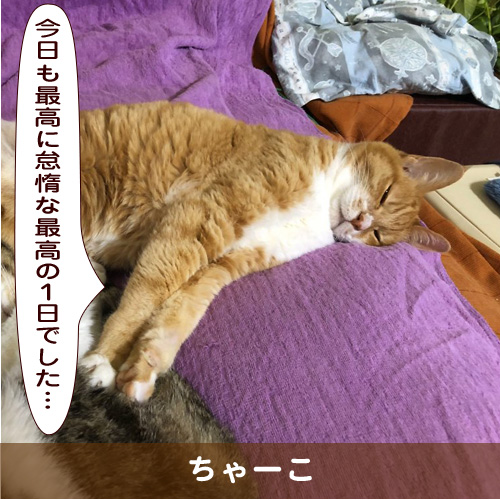 20190621_touko.jpg