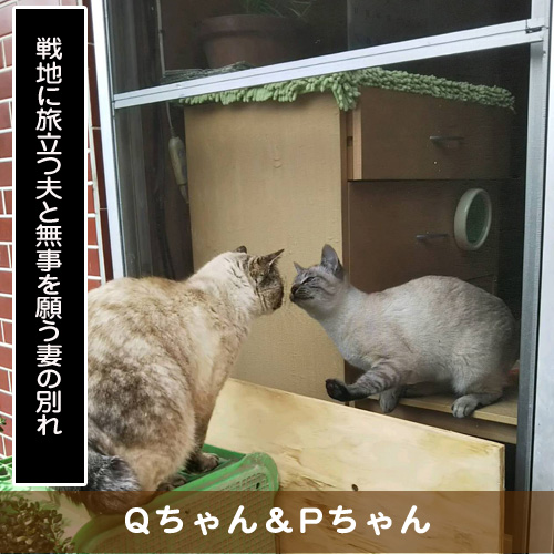 20190623_touko.jpg