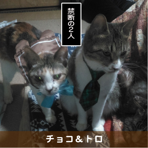 20190626_touko.jpg