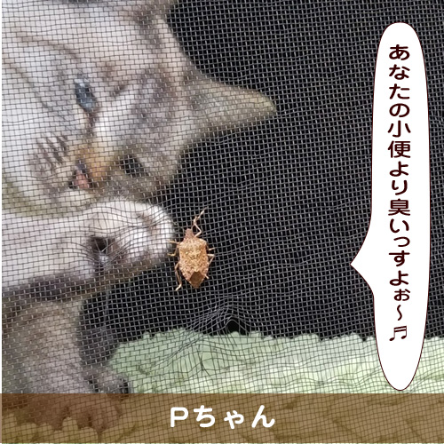 20190721_touko.jpg