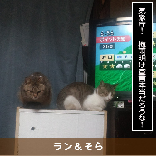 20190729_touko.jpg