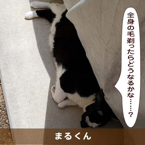 20190806_touko.jpg