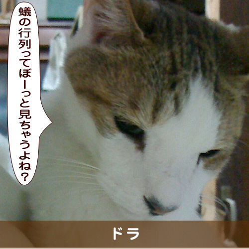 20190809_touko.jpg