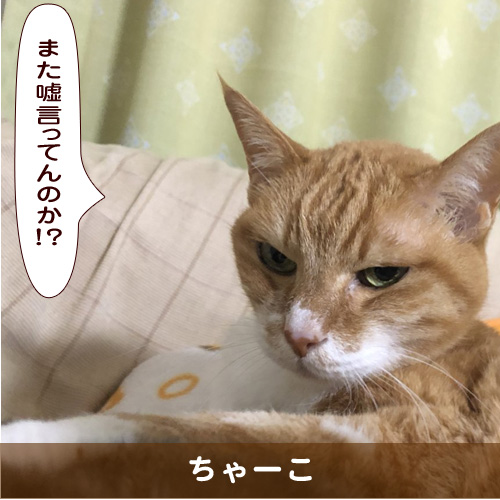 20190814_touko.jpg