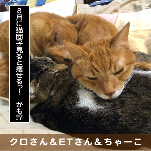 20190827_touko.jpg