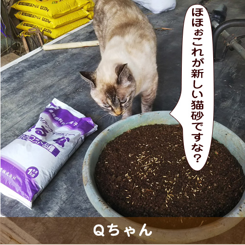 20191117_touko.jpg