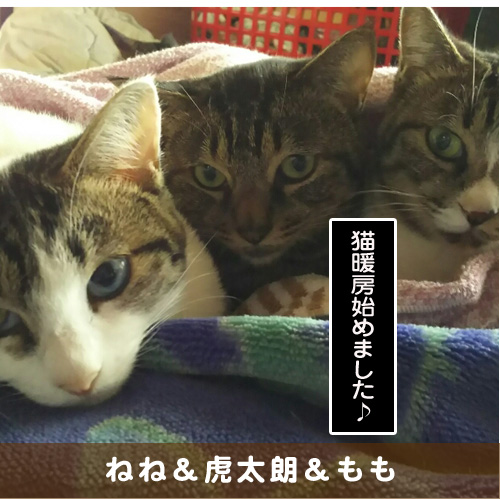 20191128_touko.jpg