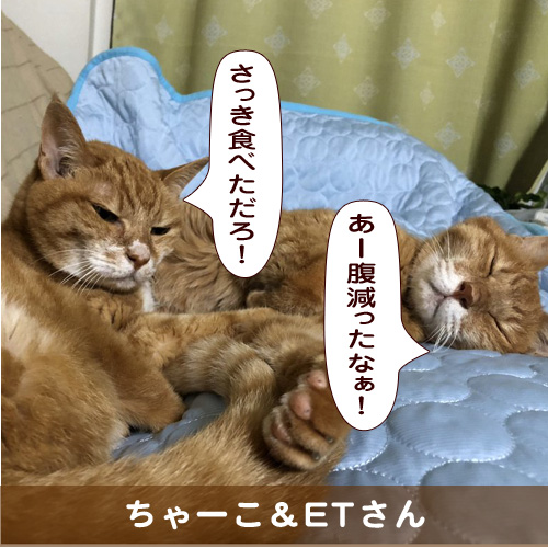 20191129_touko.jpg