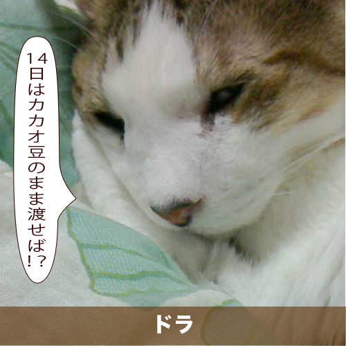 20200207_touko.jpg