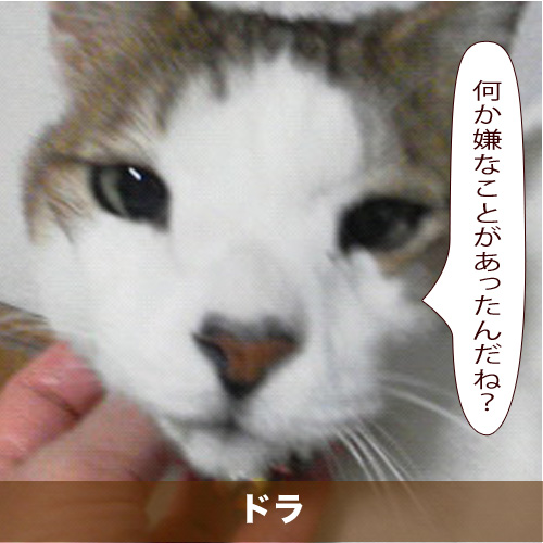 20200319_touko.jpg
