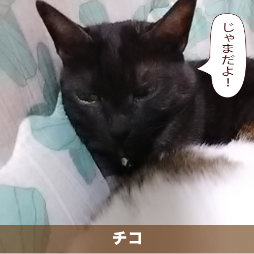 20200420_touko.jpg