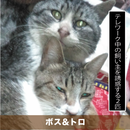 20200425_touko.jpg