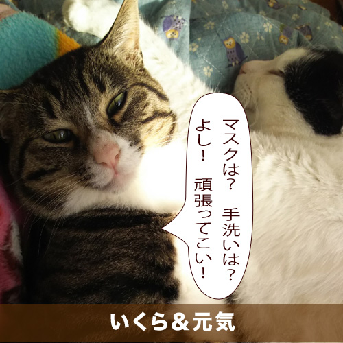 20200428_touko.jpg