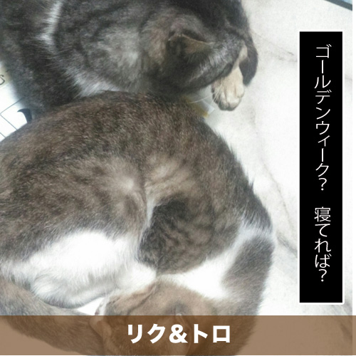 20200430_touko.jpg