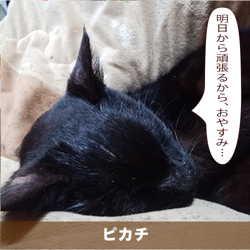 20200619_touko.jpg