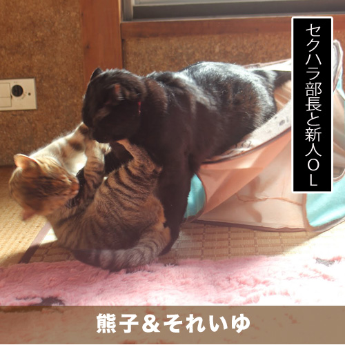 20200622_touko.jpg