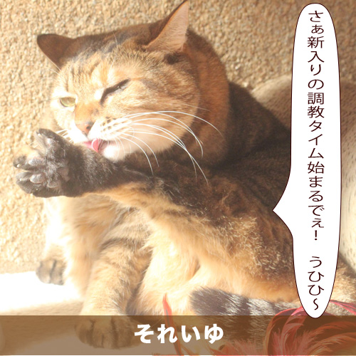 20200626_touko.jpg