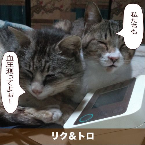 20200627_touko.jpg