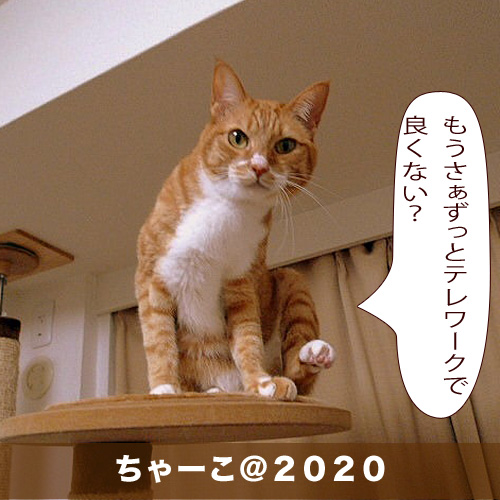 20200715_touko.jpg