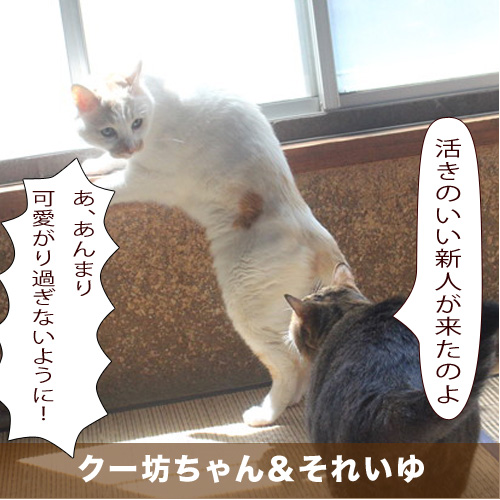 20200731_touko.jpg