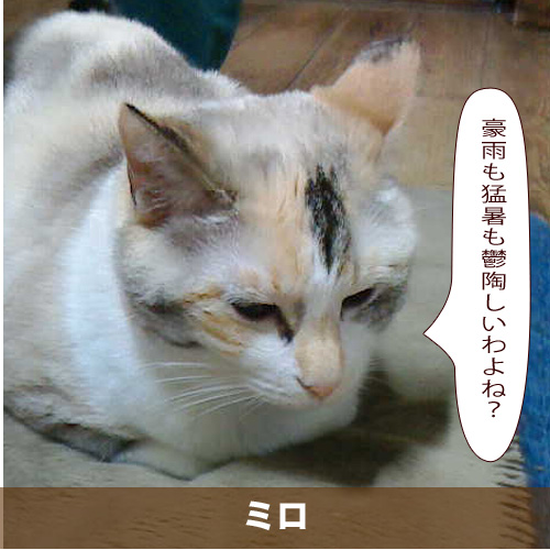 20200802_touko.jpg